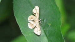 Phazaca kosemponicola