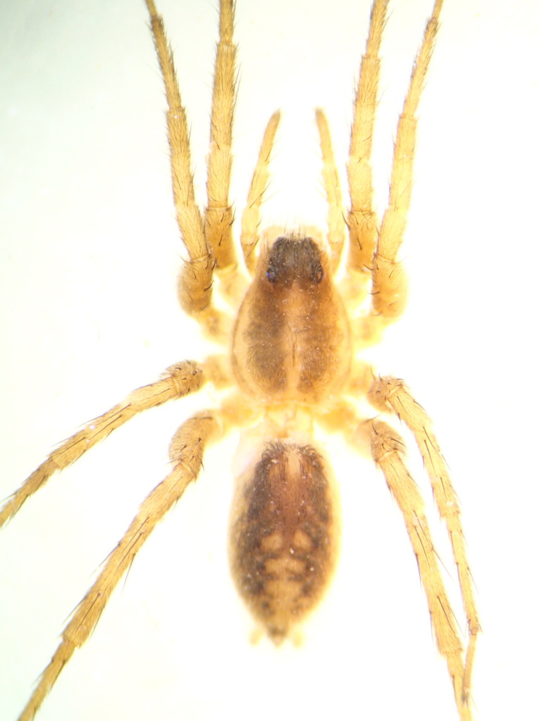 Pardosa occidentalis