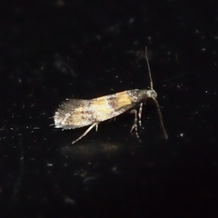 Promalactis lobatifera