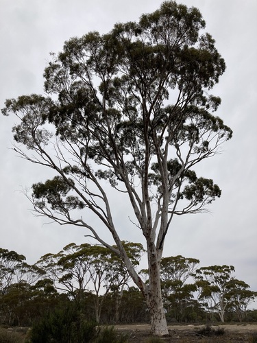 Image of Eucalyptus salmonophloia by (c) Thomas Mesaglio, some rights reserved (CC BY)