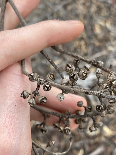 Image of Eucalyptus salmonophloia by (c) Thomas Mesaglio, some rights reserved (CC BY)