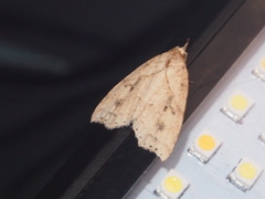 Olulis puncticinctalis