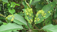 Abacarus eminens