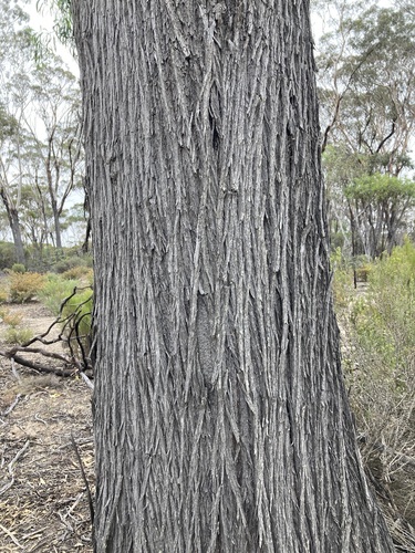 Image of Eucalyptus occidentalis by (c) Thomas Mesaglio, some rights reserved (CC BY)