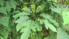 Abacarus eminens