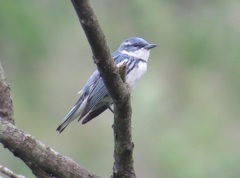 Setophaga cerulea
