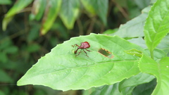 Paratrachelophorus nodicornis