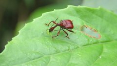 Paratrachelophorus nodicornis