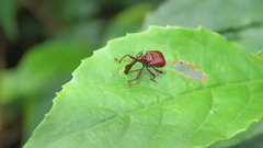 Paratrachelophorus nodicornis
