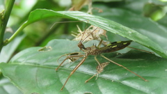 Epidaus