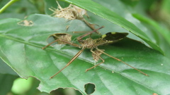 Epidaus