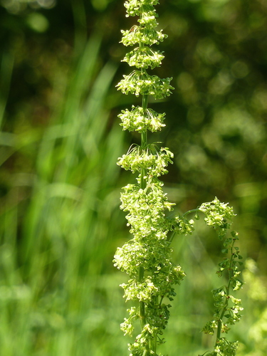 Tankiažiedė rūgštynė nuotrauka