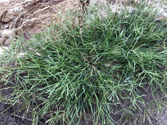 Eleusine coracana