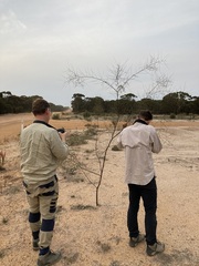 Acacia chamaeleon (Acacia chamaeleon)