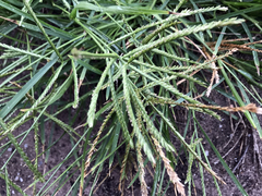 Eleusine coracana