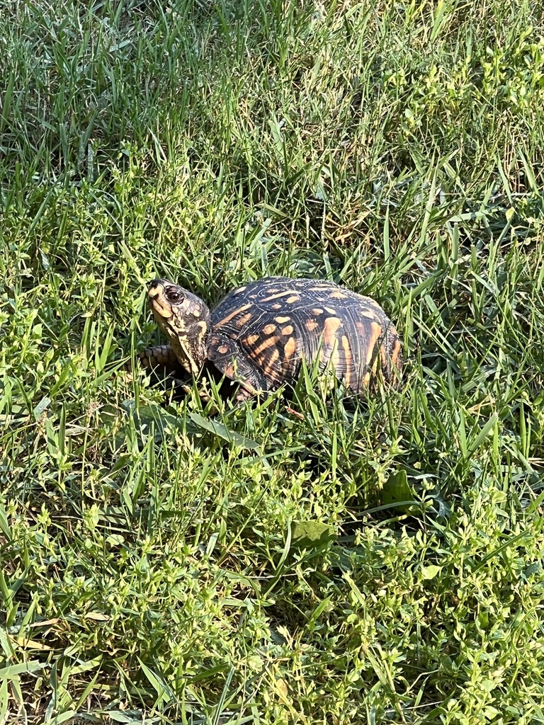 Eastern Box Turtle In June 2023 By Ashcook INaturalist   Large 