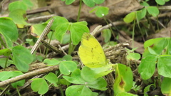 Eurema andersoni