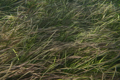 Posidonia