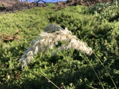 Melica racemosa