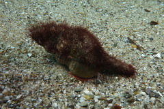 Propefusus