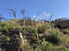 Melica racemosa