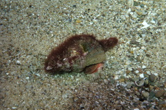 Propefusus