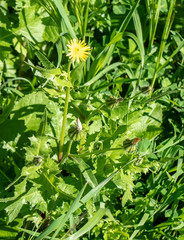 Urospermum picroides