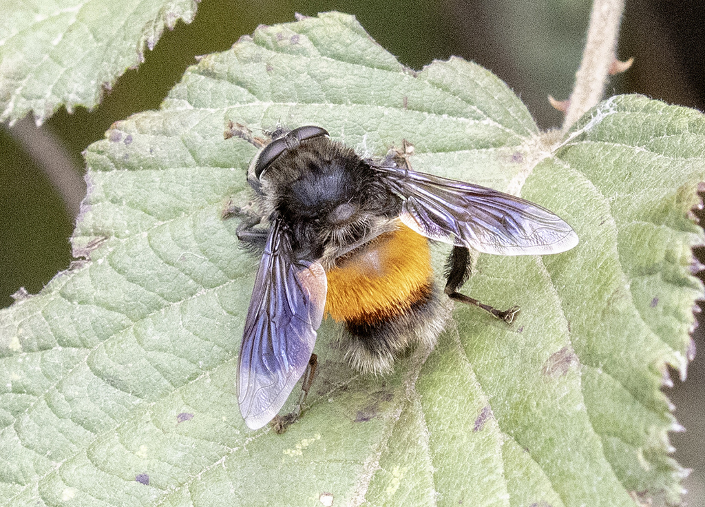 Mallota inversa