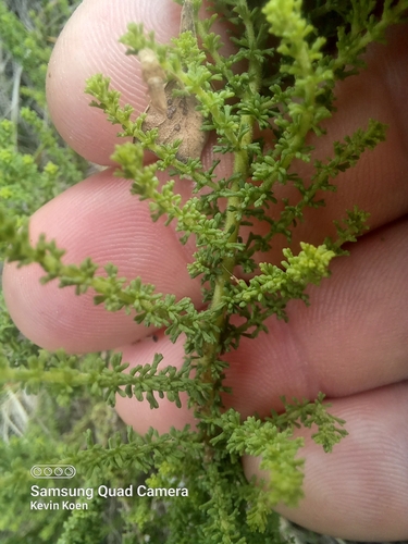 Image of Jamesbrittenia stellata by (c) kevin koen, some rights reserved (CC BY-SA)