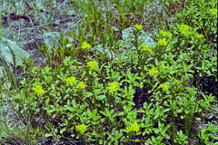 Phedimus middendorffianus