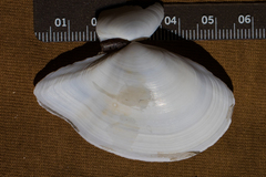Rexithaerus indentata