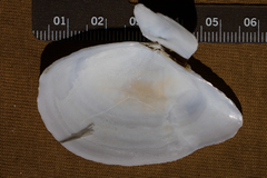 Rexithaerus indentata