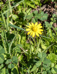 Urospermum picroides