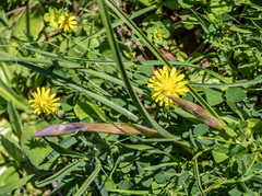 Urospermum picroides