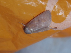 Athetiina