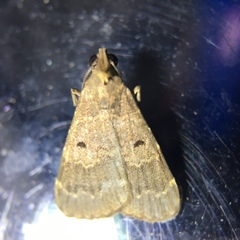 Hydrillodes lentalis