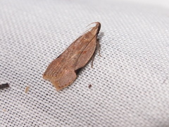 Dichomeris simaoensis