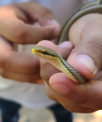 Mexican White-Lipped Snake photo 4