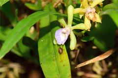 Cischweinfia dasyandra