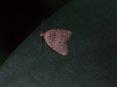 Anachrostis