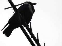 Corvus pectoralis