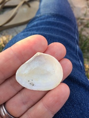 Macomona liliana