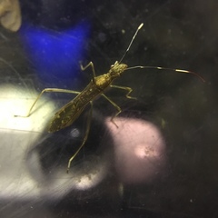 Marcius longirostris