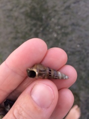 Zeacumantus lutulentus