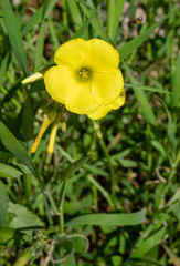Oxalis pes-caprae