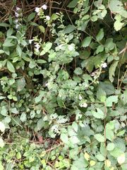 Clinopodium menthifolium ascendens