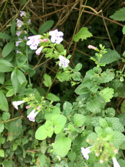 Clinopodium menthifolium ascendens