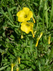 Oxalis pes-caprae
