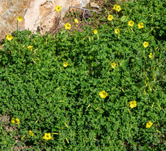Oxalis pes-caprae