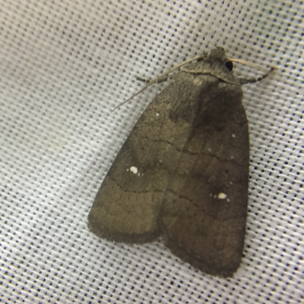 Athetis